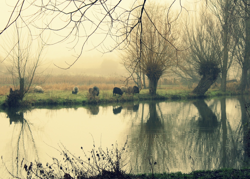 Foggy and woolly by judithg