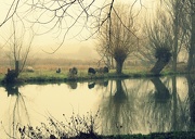 6th Jan 2013 - Foggy and woolly