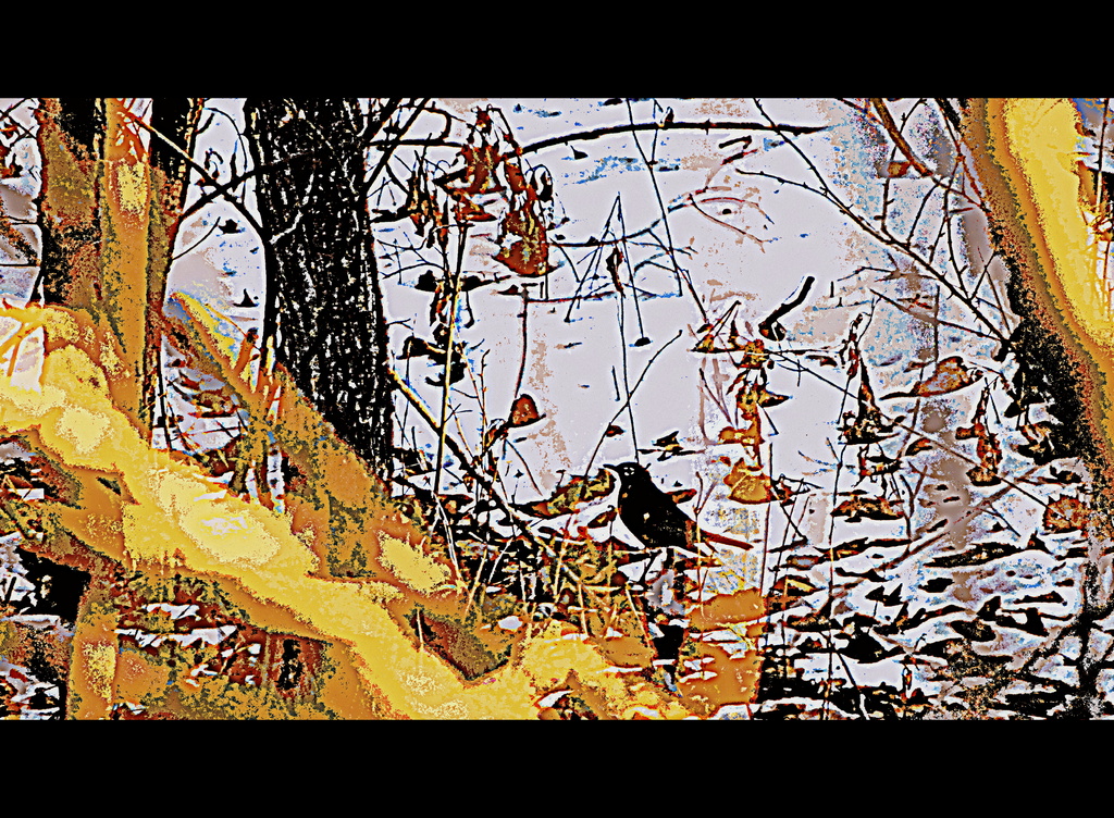 Bird in the Woods by kareenking