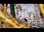 6th Jan 2013 - Bird in the Woods