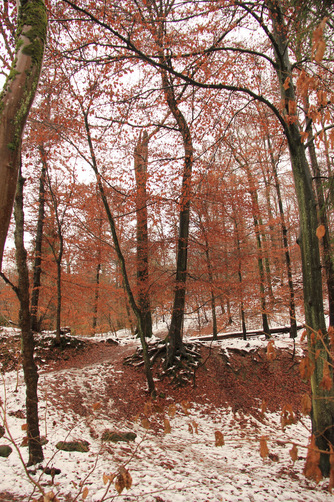 Reddish winter by belucha