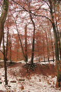15th Dec 2012 - Reddish winter