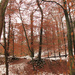 Reddish winter by belucha