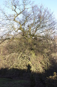 6th Jan 2013 - Me in a Tree!