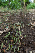 5th Jan 2013 - First Signs of Spring?