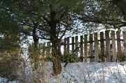 6th Jan 2013 - Trees by the fence