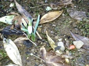 5th Jan 2013 - First snowdrop of the year 