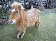 23rd Dec 2012 - Rather wet pony on the moor