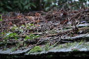 6th Jan 2013 - Tiny Forest