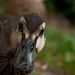 Quack! by edpartridge
