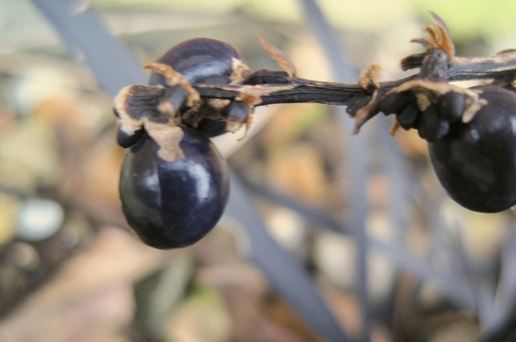 'macro': black berries on black grasses by quietpurplehaze