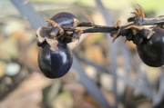 7th Jan 2013 - 'macro': black berries on black grasses