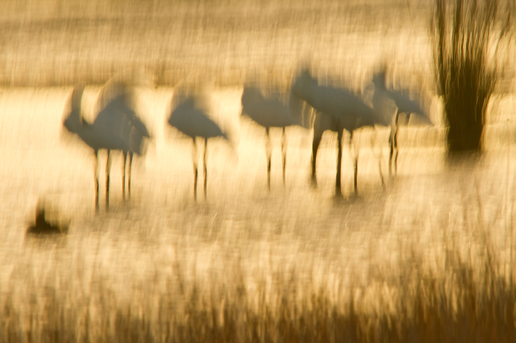 Spoonbills at Dusk by helenw2