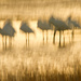 Spoonbills at Dusk by helenw2