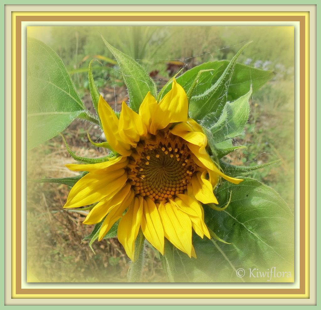 Sunflower 'Golden Crown' by kiwiflora