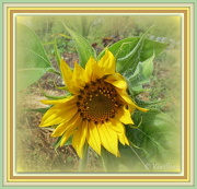 8th Jan 2013 - Sunflower 'Golden Crown'