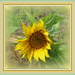 Sunflower 'Golden Crown' by kiwiflora