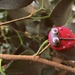Sugar Ladybird. by darrenboyj