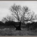 Old Tree by rosiekind