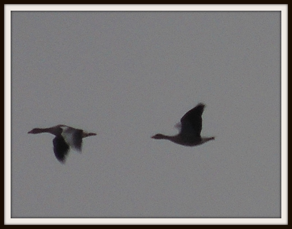 Ducks in flight by rosiekind