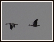 7th Jan 2013 - Ducks in flight