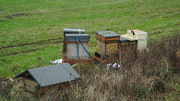 4th Jan 2013 - Busy bees