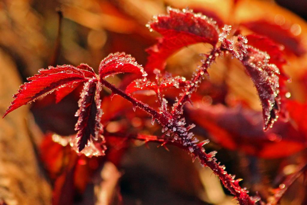 Red Frost by milaniet