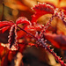 Red Frost by milaniet