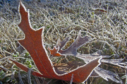 6th Jan 2013 - Frost adds another dimension