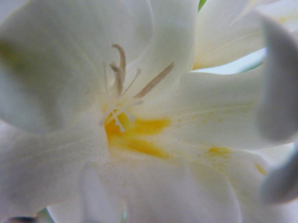 Macro #1 White Freesia by lellie