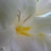 Macro #1 White Freesia by lellie