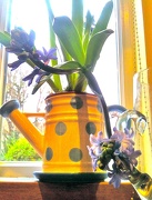 7th Jan 2013 - Spring In A Teapot!