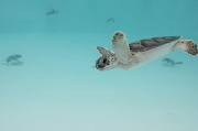18th May 2012 - baby turtle