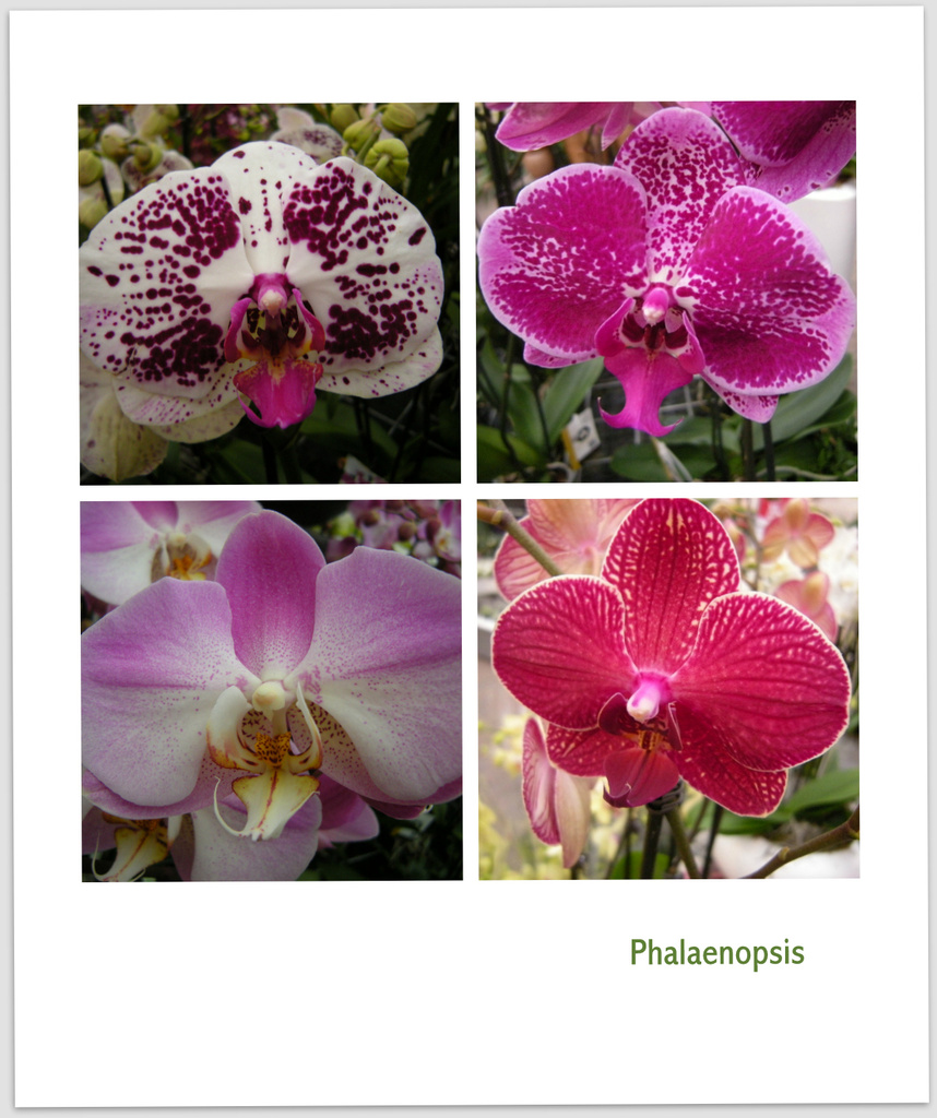 Phalaenopsis by pyrrhula