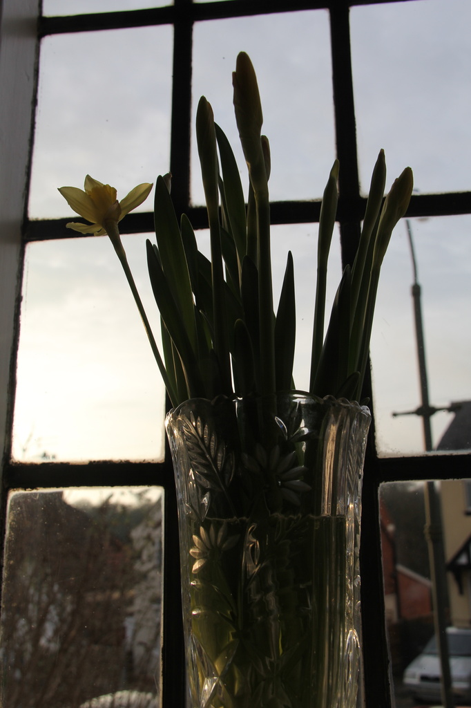 Daffodils by daffodill