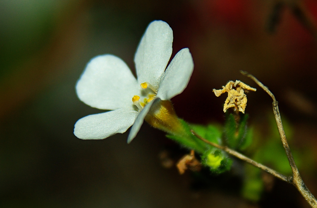 (Day 324) - Bacopa in the Dark by cjphoto