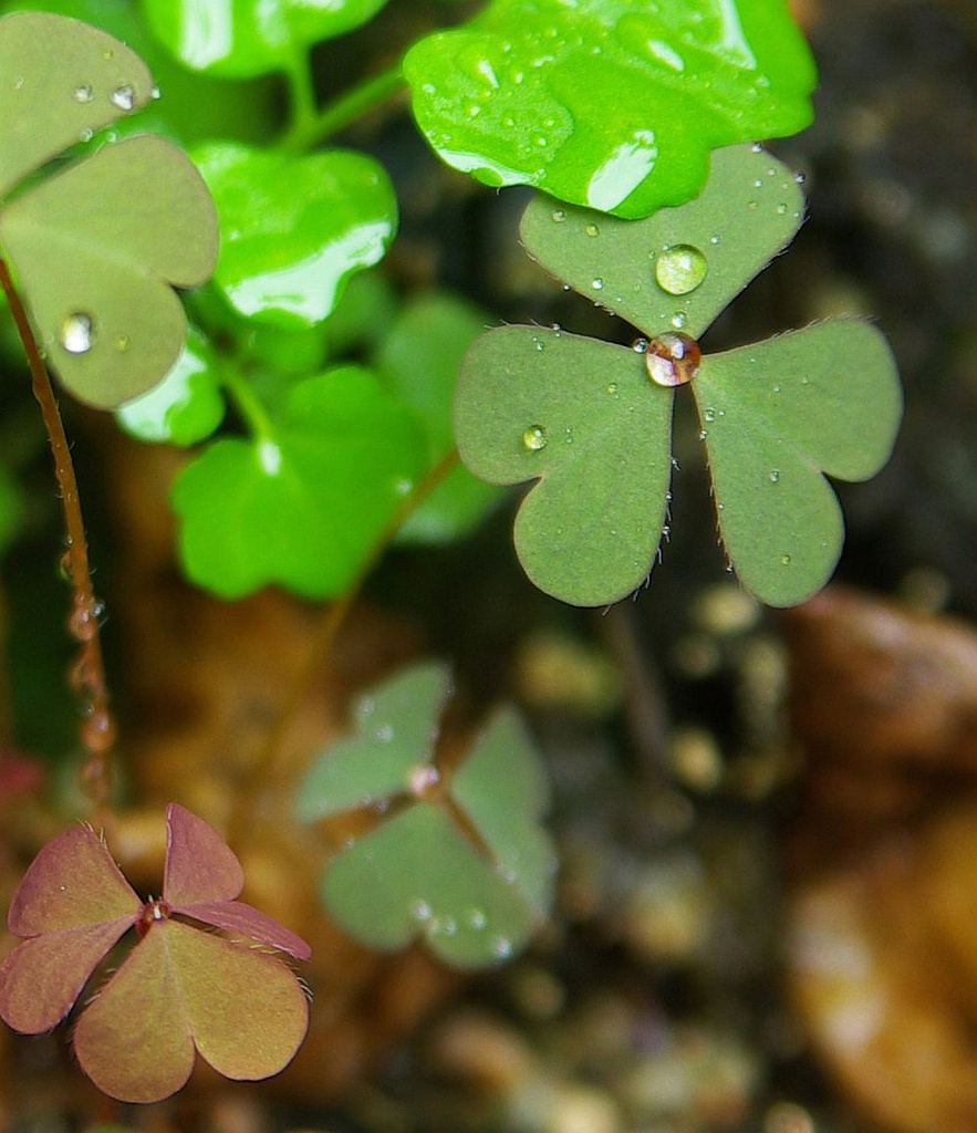 (Day 328) - Clovers & Water Drops by cjphoto