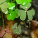 (Day 328) - Clovers & Water Drops by cjphoto