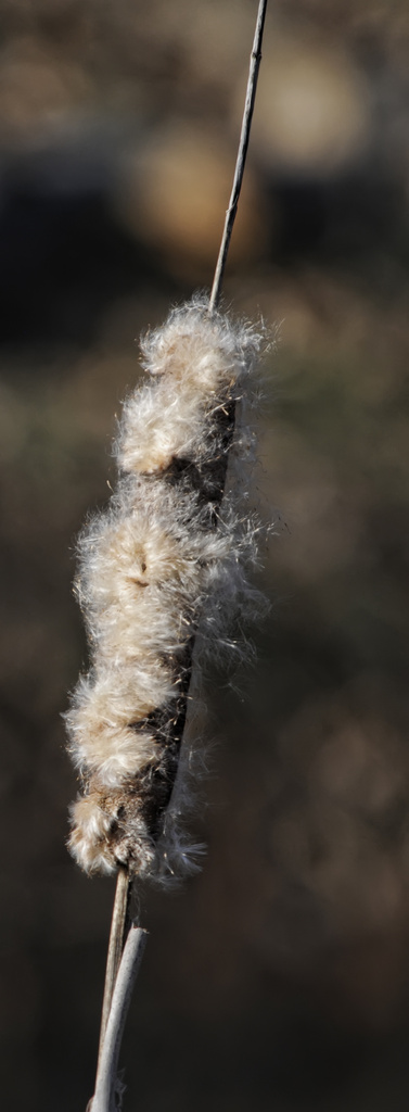 Cattail by lstasel