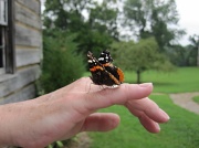 26th Jul 2010 - July 26.  Butterfly on my hand