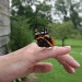 July 26.  Butterfly on my hand by margonaut