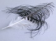 8th Jan 2013 - Ibis feather