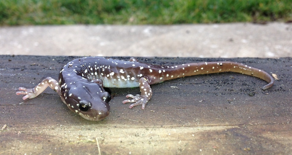 Salamander by handmade