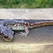 Salamander by handmade