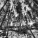 Forest of Wonder by exposure4u