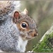 Squirrel by carolmw