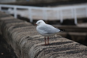8th Jan 2013 - Stormy seagull stroll