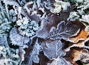 1st Jan 2013 - Frosty leaves
