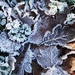Frosty leaves by jesperani