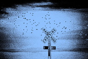 7th Jan 2013 - Bird Crossing
